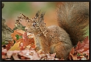 Eekhoorn, Red Squirrel, Sciurus vulgaris Location: Hof van Twente, the Netherlands eekhoorn MG 6760 kopie